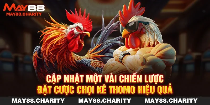 Đá Gà Thomo - Tham Gia Cá Độ Chọi Kê Mỗi Ngày Cùng MAY88 Cập nhật một vài chiến lược đặt cược chọi kê Thomo hiệu quả