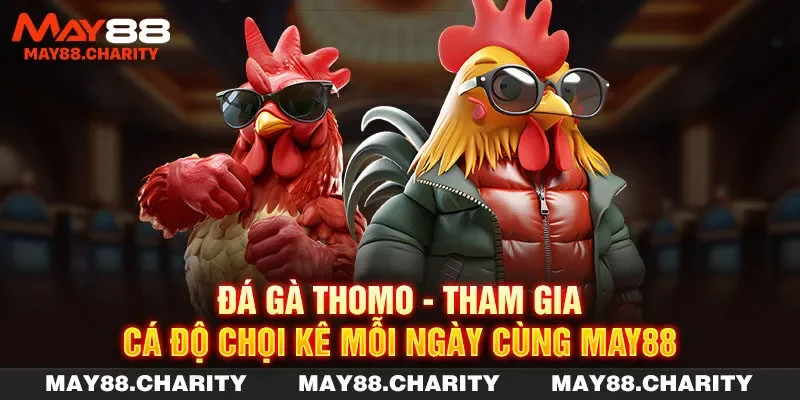 Đá Gà Thomo – Tham Gia Cá Độ Chọi Kê Mỗi Ngày Cùng MAY88