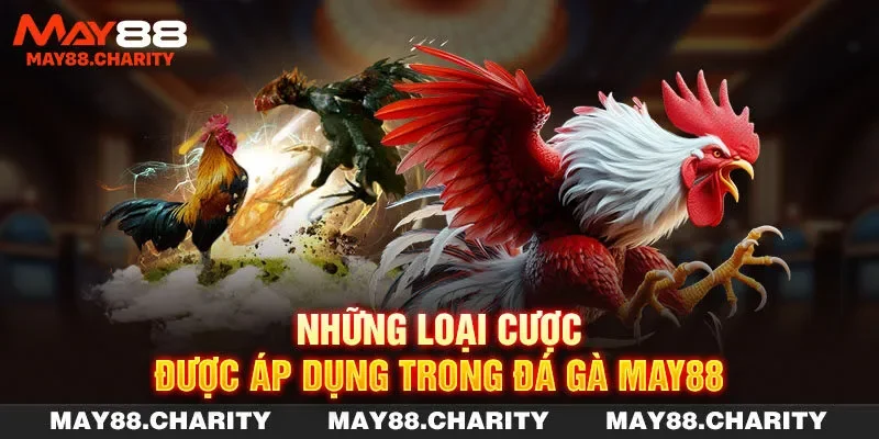 Đá Gà MAY88 - Đa Dạng Hình Thức & Ưu Đãi Hấp Dẫn 2025 Những loại cược được áp dụng trong đá gà MAY88
