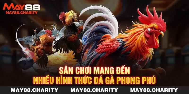 Đá Gà MAY88 - Đa Dạng Hình Thức & Ưu Đãi Hấp Dẫn 2025 Sân chơi mang đến nhiều hình thức đá gà phong phú