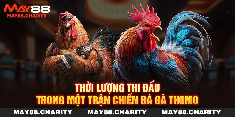 Đá Gà Thomo - Tham Gia Cá Độ Chọi Kê Mỗi Ngày Cùng MAY88 Thời lượng thi đấu trong một trận chiến đá gà Thomo