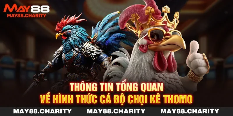 Đá Gà Thomo - Tham Gia Cá Độ Chọi Kê Mỗi Ngày Cùng MAY88 Thông tin tổng quan về hình thức cá độ chọi kê Thomo