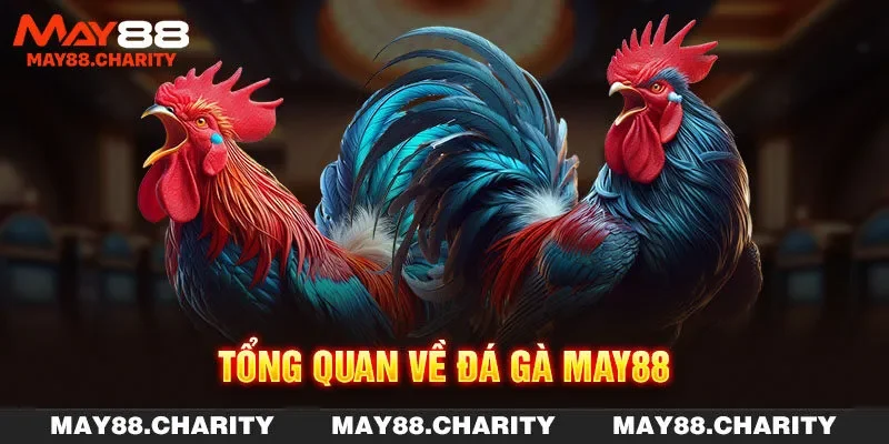 Đá Gà MAY88 - Đa Dạng Hình Thức & Ưu Đãi Hấp Dẫn 2025 Tổng quan về đá gà MAY88